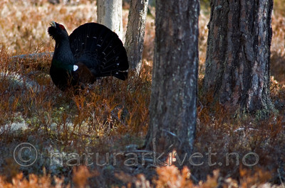 BB 05 0096 / Tetrao urogallus / Storfugl
